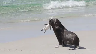 Predator vs. Prey: Dramatic Showdown - Seal Hunting a Penguin!