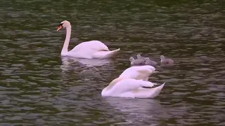 ФІЛЬМ  ,, Дивовижний світ  Птахів. " ТА МУЗИКА  КОХАННЯ СЕРГІЯ ГРИЩУКА  АВТОР НАТАЛІЯ КОБЗЕВА.