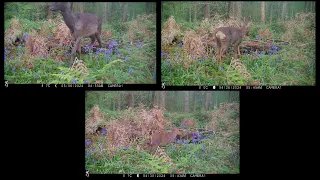 Different deer in Oakley Wood