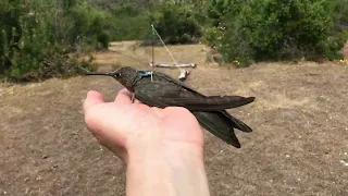 Ornithologists discover world's largest hummingbird is actually two species