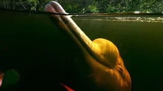 Pink River Dolphins Of The Amazon Rainforest's Hunting Secret | Earth's Great Rivers |  BBC Earth