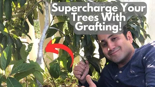 This Grafting Technique Can Make Your Tree Grow Faster and Stronger!