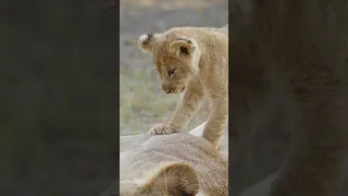 #cute #lion #cub wakes mom #shorts #babyanimals