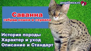 Саванна - гибрид сервала и кошки: описание породы