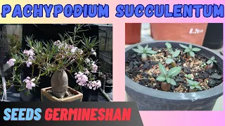 Growing Rare Pachypodium Succulentum from Seeds: Guide to Cultivating this Unusual Plant [ENG. SUB.]