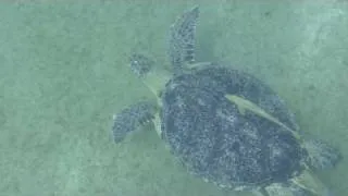 Черепаха убегает от аквалангиста.