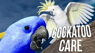 How To Take Care Of Cockatoo