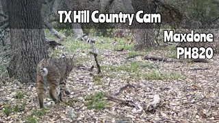 TX Hill Country: Maxdone PH820 Trail Cam March 2024