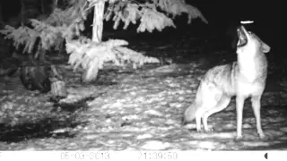 Coyote Pack Howl