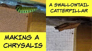 A Swallowtail caterpillar making a chrysalis