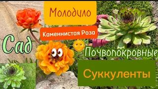 МОЛОДИЛО в моём саду. Уголки сада для суккулентов. Каменная Роза в саду у Тани.