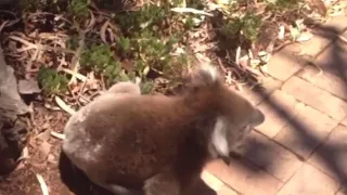 Cute koala gets kicked out tree and starts crying