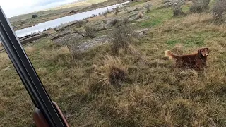 Archie the Working Cocker Spaniel, hunting and flushing a rabbit