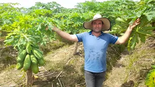 Identificacion y control de virosis en el cultivo de papaya.