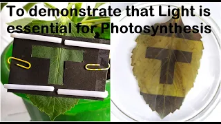 Light is essential for Photosynthesis Practical Experiment