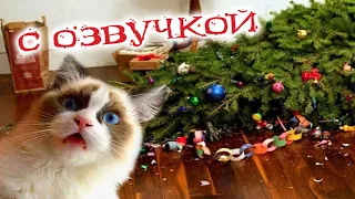 ПРИКОЛЫ С КОТАМИ С ОЗВУЧКОЙ! Самая смешная ОЗВУЧКА животных 2022! ТЕСТ НА ПСИХИКУ!