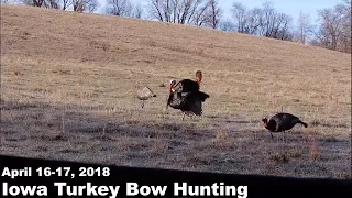 Iowa Turkey Bow Hunting|Day 1-2|2018