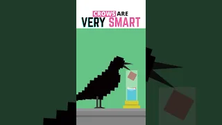 Crows Are Smarter Than Some People!