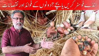 DO EGG FOSTER OR CHICKS | انڈے فوسٹر کریں یا بچے؟ | FAWN JAVA SPARROW BREEDING SETUP