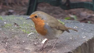 Friendly Robin ... again.