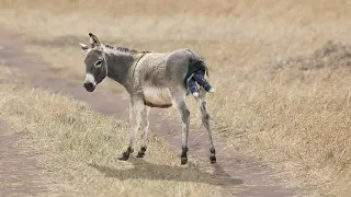 How Mother Donkey Giving Birth?