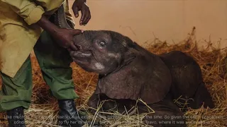 Rescue of orphaned elephant Lemeki | Sheldrick Trust