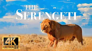 serengeti wildlife 4k - Wonderful wildlife movie with soothing music