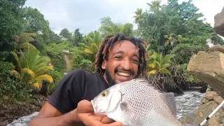 3 Different Species of Fish Caught on Rocks - Ep 224