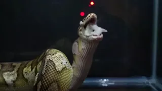 Ball Python kills and eats Mouse Backwards / warning live feeding