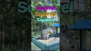 Squirrel Vs. Shepherd Hook Bird Feeder #squirrel #squirrels #squirrelvideo