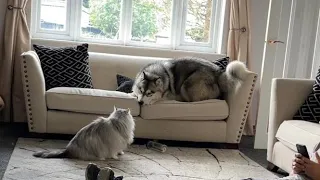 Giant Cat Beats Up Dog!! (Maine Coon V Malamute)