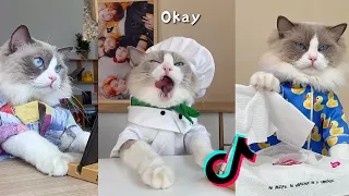 That Little Puff | Cats Make Food 😻 | Kitty God & Others | TikTok 2024 #5