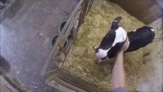 Feeding the calves