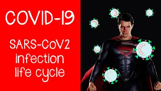 COVID-19: The Coronavirus, SARS-CoV-2; virus anatomy, life cycle, replication