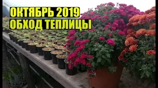 ЧТО СЕГОДНЯ РАСТЕТ? ОКТЯБРЬ 2019. ОБХОД.