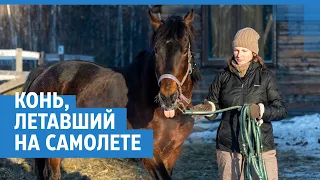 Конь, летавший на самолете  | NGS24.ru