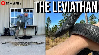We Found the Biggest Rattlesnake I've EVER Seen.....Eastern Indigo Snake Survey!
