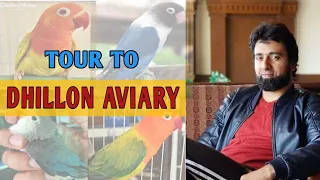 Tour To Dhillon Aviary #lovebird #breedingtips #opaline #Rahimalidhillon