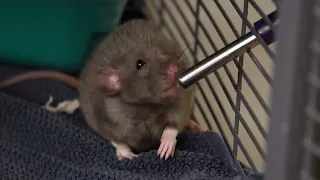 Tiny baby rat drinking from his water bottle