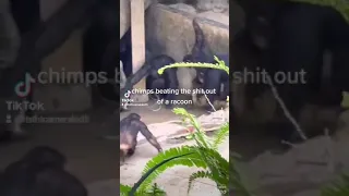 chimps beating the shit out of a racoon