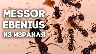 Посылка с муравьями из Израиля! Messor ebenius и ещё одна неизвестная матка!  Димон и пумба