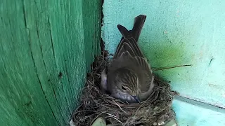 Серая мухоловка кормит птенцов в гнезде ~ Gray flycatcher feeds chicks in the nest [13-06-2019]