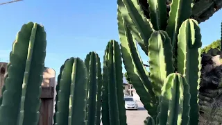 40 Year Old Cactus