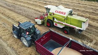 fauche du blé 2021 en Pologne #AgroWitek