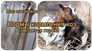 Нормы кормления коз. Слипается горох гранатами. Нас затопило.