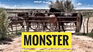 GATHERING MONSTER & HIS MARES OUT OF THE RIVER PASTURE