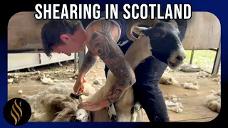 Shearing Scotland's Mountain Sheep