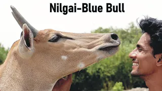 Nilgai |Blue Bull|