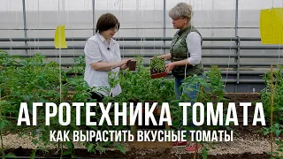 Агротехника томатов. Выращивание томатов в теплице и в открытом грунте