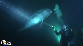 Wild Dolphin Knew Exactly How To Ask People For Help | The Dodo